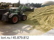 Tractor digger arranging crushed corn mass for feeding cows (2021 год). Редакционное фото, фотограф Яков Филимонов / Фотобанк Лори