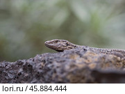A lizard is hiding on a stone. Стоковое фото, фотограф Татьяна Лобанова / Фотобанк Лори