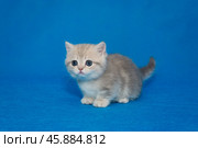 Grey Scottish kitten, munchkin. Стоковое фото, фотограф Okssi / Фотобанк Лори