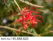 Close-up of Grevillea 'Robyn Gordon', a striking red flower native to Queensland, Australia, from the Proteaceae family, in natural sunlight. Стоковое фото, фотограф Татьяна Терехина / Фотобанк Лори