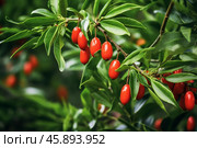 Ripe elaeagnus multiflora berries hanging on a branch. Стоковое AI-изображение, AI-художник Иван Рябоконь / Фотобанк Лори