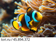 Ocellaris clownfish swimming near colorful coral reef in aquarium. Стоковое AI-изображение, AI-художник Иван Рябоконь / Фотобанк Лори