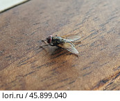 Common Housefly Resting on a Wooden Surface. Стоковое фото, фотограф Rayhan Zaky / Фотобанк Лори