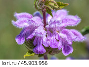 Цветок Зопник или Огневик клубненосный, Phlomis tuberosa. Стоковое фото, фотограф Андрей Арапов / Фотобанк Лори