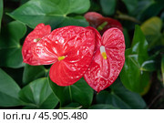Close-up of Anthurium andraeanum flowers in vivid red and white colors, likely varieties Red Obake (red) Стоковое фото, фотограф Татьяна Терехина / Фотобанк Лори