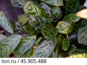 Calathea burle-marxii Dark Form with lush green leaves featuring dark patterns, perfect for tropical gardens and interior design. Стоковое фото, фотограф Татьяна Терехина / Фотобанк Лори