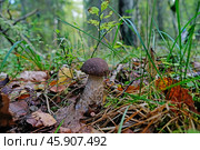 Гриб подберезовик на лесной полянке. Стоковое фото, фотограф Ольга Дмитренко / Фотобанк Лори