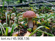 Белый гриб на лесной поляне. Стоковое фото, фотограф Ольга Дмитренко / Фотобанк Лори