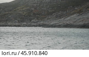 The wild animals of the Arctic Ocean and the Arctic Circle live in their natural habitats. Pusa. Стоковое видео, видеограф Strunov David / Фотобанк Лори