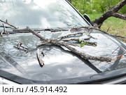 Strong wind broke tree that fell on car in the parking lot. Стоковое фото, фотограф Светлана Акифьева / Фотобанк Лори