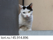 Турецкая кошка. Стоковое фото, фотограф Петр Данилов / Фотобанк Лори