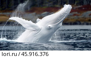 International Albinism Awareness Day, an albino whale jumps out of the water, a genetic feature of appearance, not like everyone else. Стоковое AI-изображение, AI-художник Светлана Леуто / Фотобанк Лори