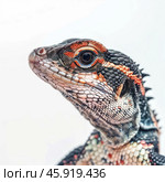 Butterfly agama lizard posing on white background. Стоковое AI-изображение, AI-художник Иван Рябоконь / Фотобанк Лори