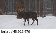 Deer walking in the snow in a local park during a snowfall. Стоковое видео, видеограф Сергей Чайко / Фотобанк Лори