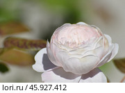 The Beautiful large white color and varietal rose. Стоковое фото, фотограф Володина Ольга / Фотобанк Лори