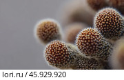 Brunia Albiflora flower showing tiny spherical buds. Стоковое видео, видеограф Данил Руденко / Фотобанк Лори