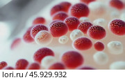 Microscopic view of red and white blood cells moving on white background. Стоковое видео, видеограф Данил Руденко / Фотобанк Лори
