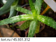 A close-up of Aloe zebrina Baker showcasing its spiky green leaves with natural patterns, growing in a pot with a blurred garden background. Стоковое фото, фотограф Татьяна Терехина / Фотобанк Лори