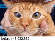 TextA person holding an orange cat,keywordsCat,Felidae. Стоковое фото, фотограф Аксенова Вера / Фотобанк Лори