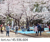 Sakura festival in Tokyo, people rest under flowering trees in the park, Hanami (2019 год). Редакционное фото, фотограф Татьяна Лобанова / Фотобанк Лори