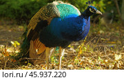 Peacock in a park. A close-up of a male peacock with bright blue, green and brown plumage. The bird is standing on a bed of leaves in a park, looking alert. Стоковое фото, фотограф Воловодов Владимир / Фотобанк Лори