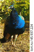 Majestic peacock in autumn sunlight. A close-up of a male peacock with vibrant blue, green and brown plumage. Sunlight filters through the trees, casting a warm glow on the peacock. Стоковое фото, фотограф Воловодов Владимир / Фотобанк Лори