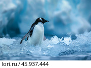 Chinstrap penguin walking from icy water in antarctica. Стоковое AI-изображение, AI-художник Иван Рябоконь / Фотобанк Лори