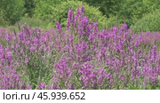 Цветение дербенника Lythrum salicaria на болоте. Стоковое видео, видеограф Александр Мамонтов / Фотобанк Лори