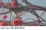 Дрозд-рябинник Turdus pilaris клюёт рябину. Стоковое видео, видеограф Александр Мамонтов / Фотобанк Лори