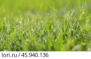 Juicy bright green grass in sunlight. Close up. Lawn background. Texture of new grass growing in field. Meadow on warm sunset or sunrise time. Tranquil nature scene. Golden hour. Greenery, dew drops. Стоковое видео, видеограф Марина Демидюк / Фотобанк Лори