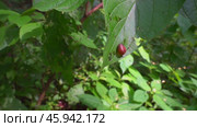 Улитка на листке. Август. Snail on a leaf. August. Стоковое видео, видеограф Горшков Александр / Фотобанк Лори