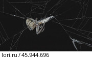 Spider eating prey at night. Стоковое видео, видеограф Михаил Коханчиков / Фотобанк Лори