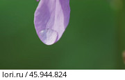 Pink wildflowers in forest at springtime. Стоковое видео, видеограф Михаил Коханчиков / Фотобанк Лори