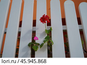Жажда жизни - цветы из палисадника пробрались сквозь забор. Стоковое фото, фотограф YuryKara / Фотобанк Лори