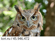 Eastern screech owl staring with intense yellow eyes. Стоковое AI-изображение, AI-художник Иван Рябоконь / Фотобанк Лори