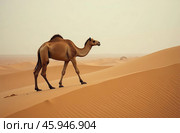 One-humped camel stands on desert sand. Arid Terrain. AI Generative. Стоковое AI-изображение, AI-художник Spirit River / Фотобанк Лори