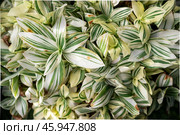 Close-up of Tradescantia zebrina plants with vibrant green, purple, and cream variegated leaves, showing a lush, dense pattern. Стоковое фото, фотограф Татьяна Терехина / Фотобанк Лори