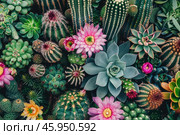 Blooming cacti and succulents creating vibrant desert garden. Стоковое AI-изображение, AI-художник Иван Рябоконь / Фотобанк Лори