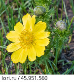 Адонис весенний (Adonis) — род растений семейства Лютиковые (Ranunculaceae). Общий вид цветущего растения. Стоковое фото, фотограф Евгений Мухортов / Фотобанк Лори