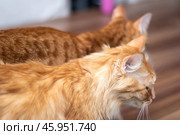 Two Felidae cats playfully interact on a persons leg with gestures and movement. Стоковое фото, фотограф Аксенова Вера / Фотобанк Лори
