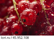 Close up of fresh redcurrants showing water droplets on vibrant berries. Стоковое AI-изображение, AI-художник Иван Рябоконь / Фотобанк Лори