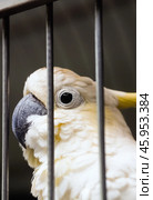 A yellow-crested cockatoo behind bars, in a cage. Zoo. Captivity. Стоковое фото, фотограф Татьяна Лобанова / Фотобанк Лори