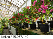 A greenhouse filled with blooming rhododendrons and azaleas in black pots, with vibrant pink and red flowers under natural sunlight. Стоковое фото, фотограф Татьяна Терехина / Фотобанк Лори