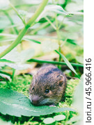 Forest birch mouse (Sicista betulina) small in its natural habitat. Стоковое фото, фотограф Андрей С / Фотобанк Лори