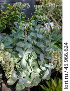 A variety of Kalanchoe fedtschenkoi plants with scalloped leaves and pale pink blossoms in a well-lit greenhouse among other vibrant succulents. Стоковое фото, фотограф Татьяна Терехина / Фотобанк Лори