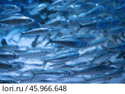 European sprat (Sprattus sprattus) Стоковое фото, фотограф Андрей Армягов / Фотобанк Лори