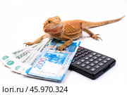 Ящерица самка бородатая агама pogona barbata поставила лапки на денежные купюры и калькулятор. Стоковое фото, фотограф Алиса Сокол / Фотобанк Лори