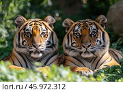Two tigers lying side by side against a backdrop of lush greenery. Their gazes are directed straight at the camera, creating a sense of power and confidence. Both tigers have distinctive coats: red with black stripes, which clearly stand out from the surrounding nature. They have thick fur, which especially highlights the white areas around their muzzles and chins. The green leaves in the foreground create a frame and enhance the feeling of a natural environment. The sunlight falls softly on their fur, highlighting the textures and contrasts of the stripes. The composition conveys an atmosphere of calm and majesty of the wild. Стоковое AI-изображение, AI-художник Анна Кривицкая / Фотобанк Лори