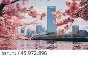 Beautiful Japanese Sakura Cherry Blossom Trees Blooming White and Pink Flowers Natural Cinematic 4K Slowmotion Footage. Стоковое AI-видео, аниматор ALLA YURTAYEVA / Фотобанк Лори
