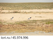 The common shelduck (Tadorna tadorna) is a waterfowl species of the shelduck genus, Tadorna. Стоковое фото, фотограф Ольга Гордеева / Фотобанк Лори
